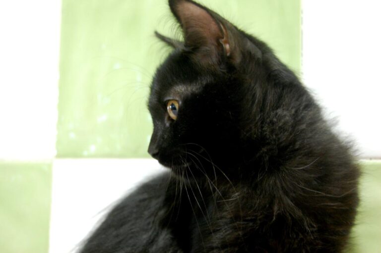 multimedia-foto73793-463-1