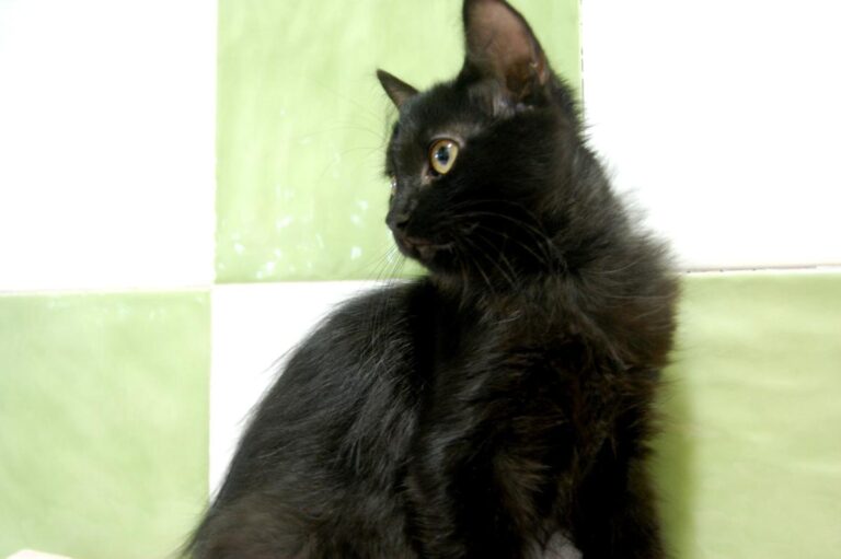 multimedia-foto73794-463-1