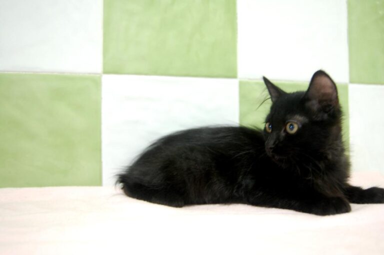 multimedia-foto73795-464-1