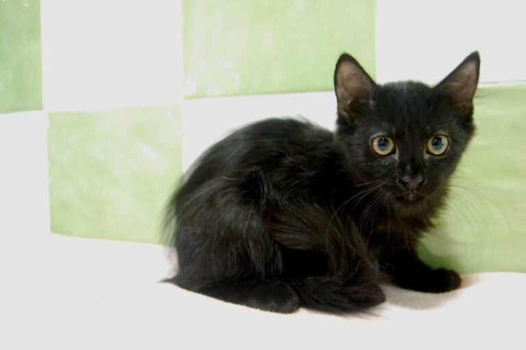 multimedia-foto73796-464-1