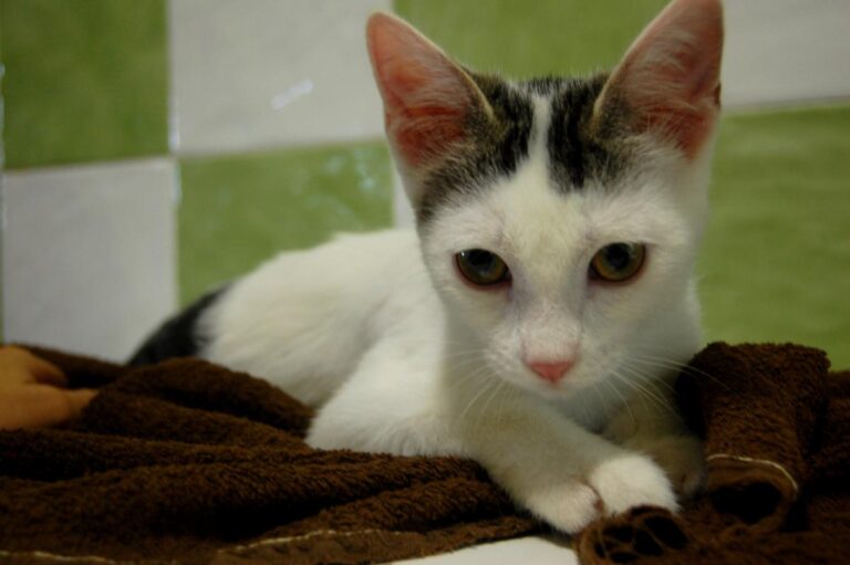 multimedia-foto73802-805-1