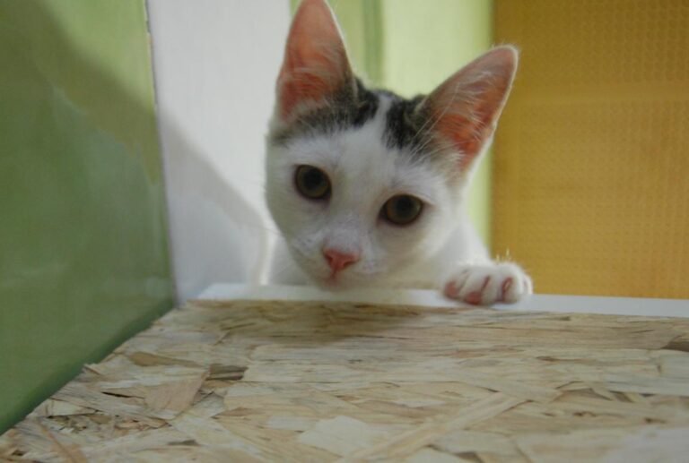 multimedia-foto73803-805-1