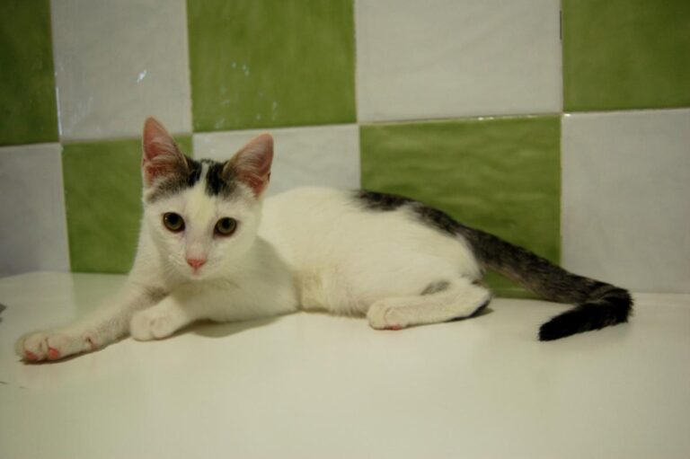 multimedia-foto73805-806-1