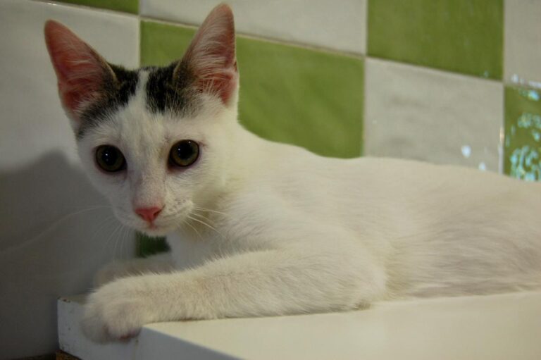 multimedia-foto73807-806-1