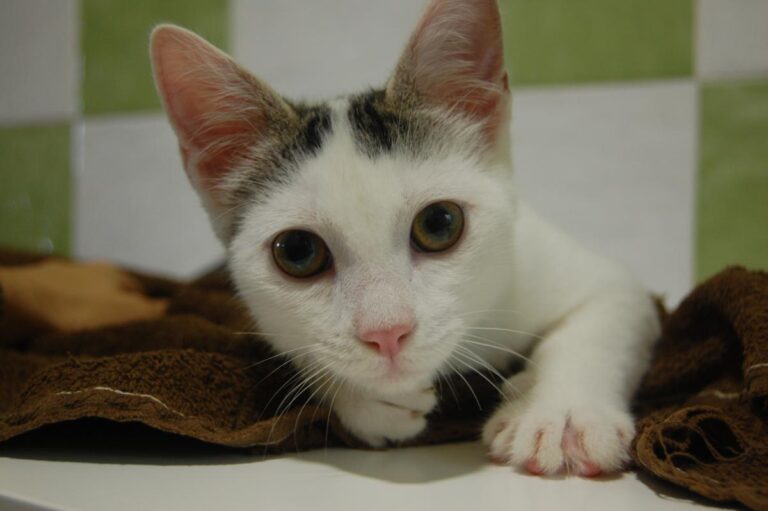 multimedia-foto73808-806-1