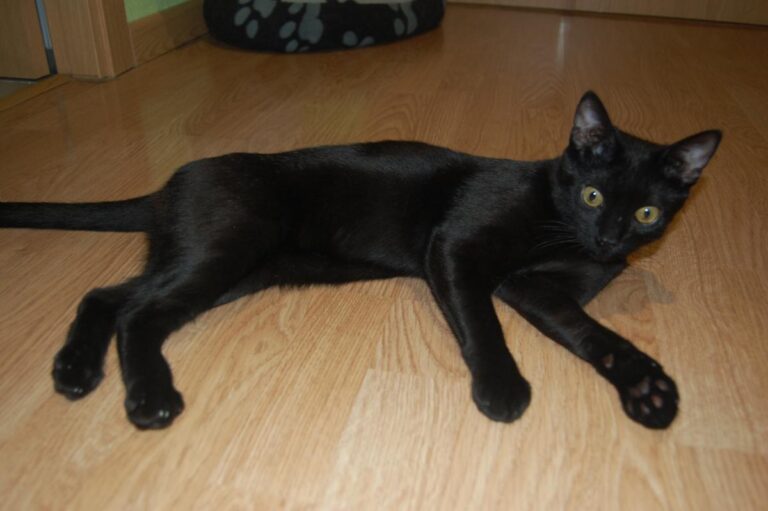 multimedia-foto73824-703-1