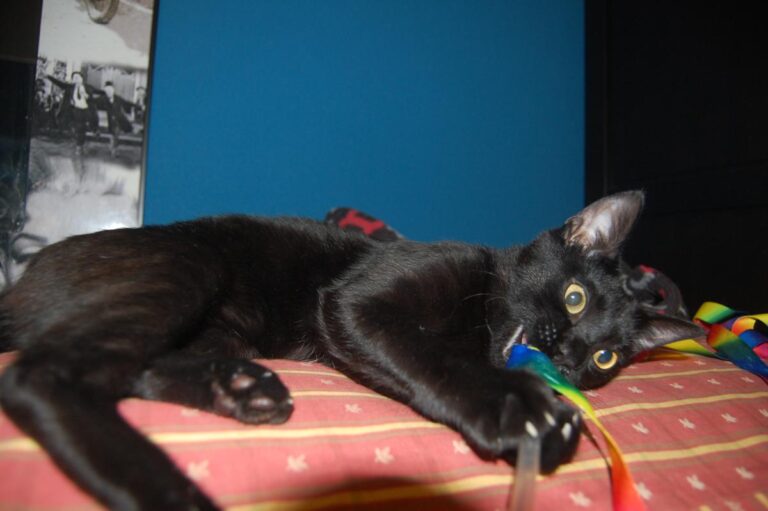 multimedia-foto73825-703-1