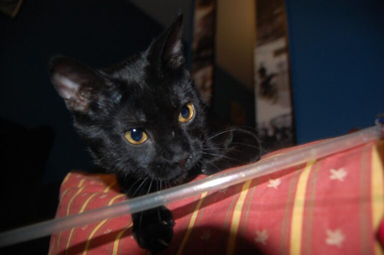 multimedia-foto73826-704-1