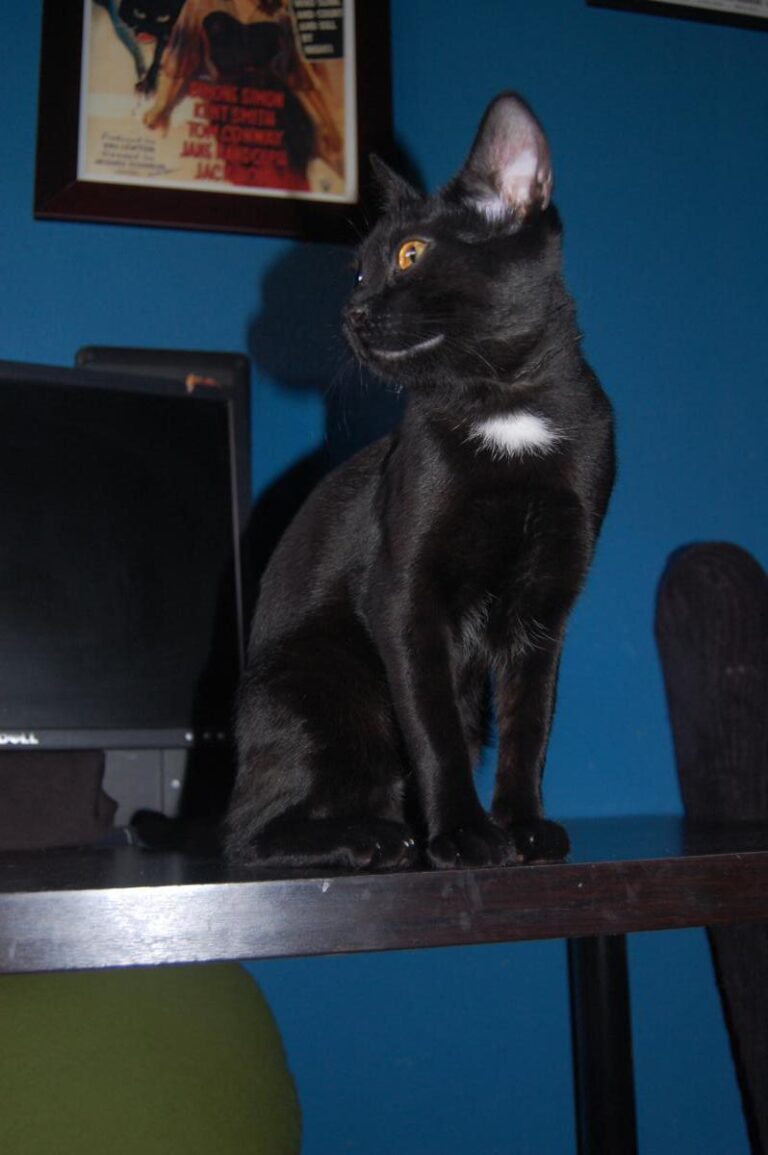 multimedia-foto73828-704-1