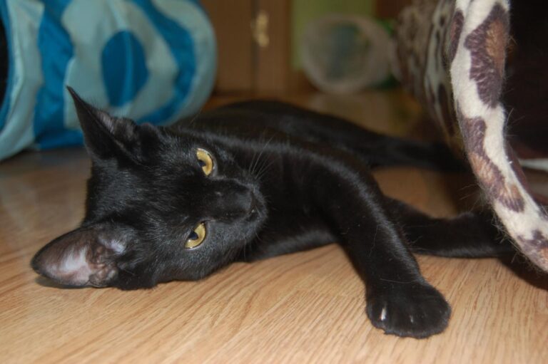 multimedia-foto73830-704-1