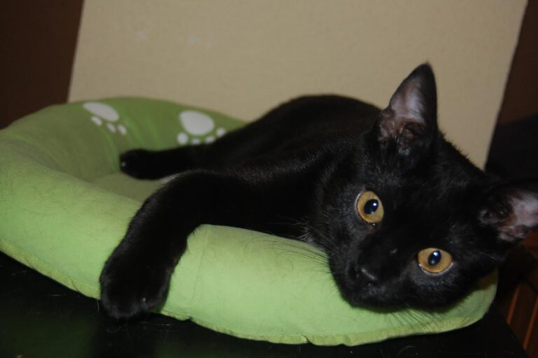 multimedia-foto73831-705-1