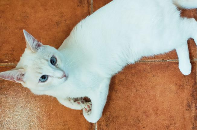 multimedia-foto73842-786-1