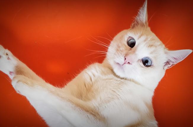 multimedia-foto73843-786-1