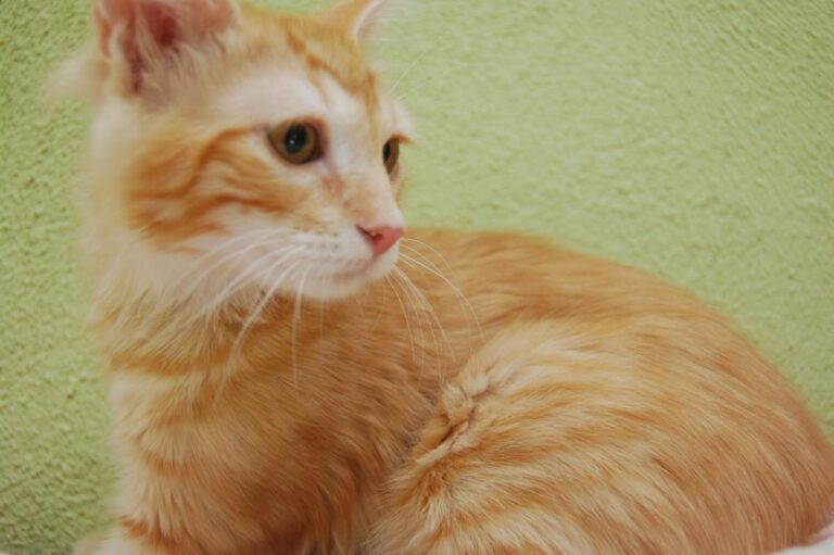 multimedia-foto73885-322-1