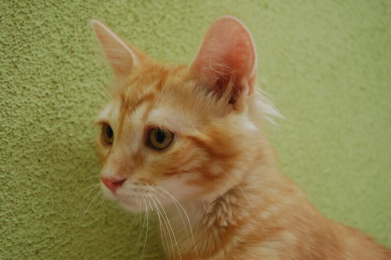 multimedia-foto73886-322-1