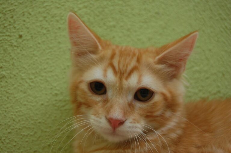 multimedia-foto73887-323-1