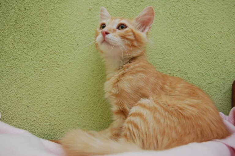 multimedia-foto73889-323-1