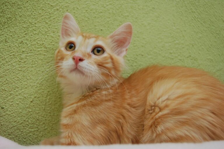 multimedia-foto73890-323-1