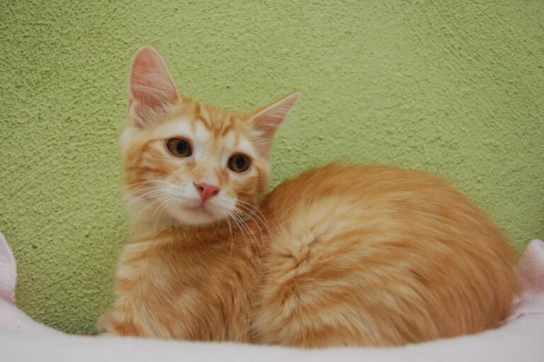 multimedia-foto73891-323-1