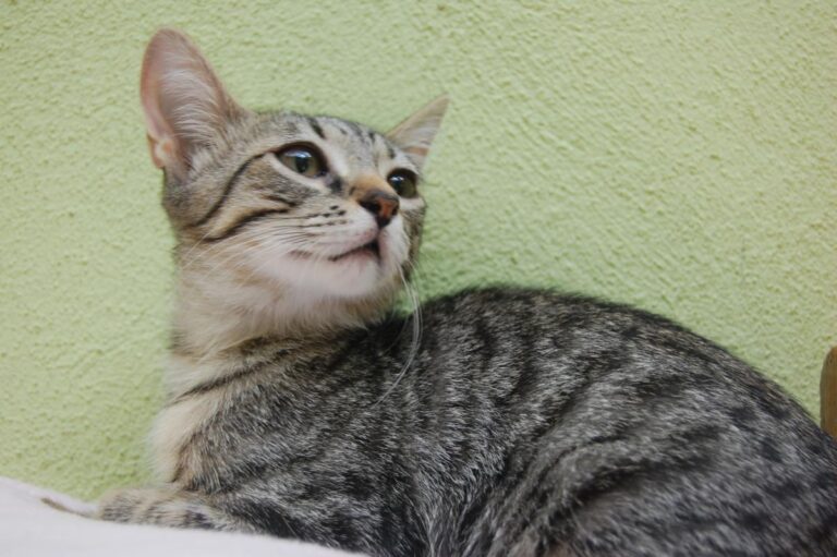 multimedia-foto73894-413-1