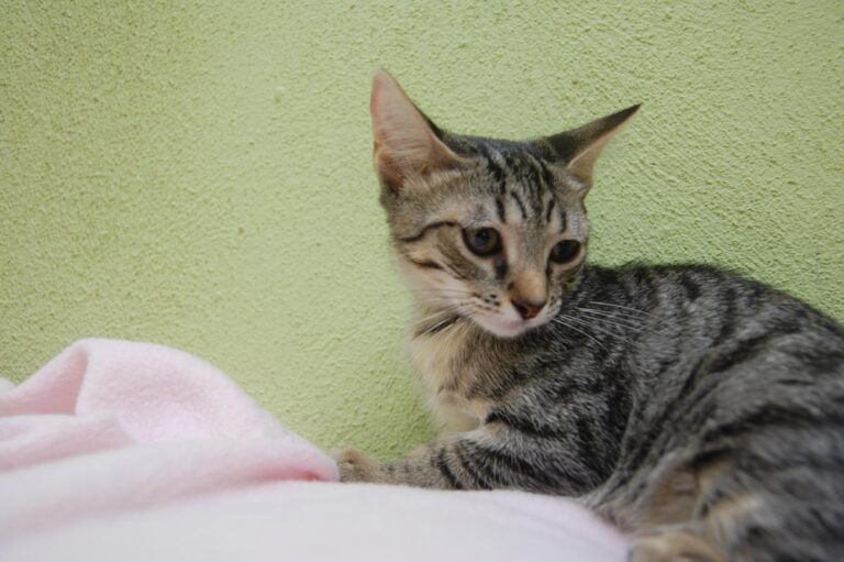 multimedia-foto73895-413-1