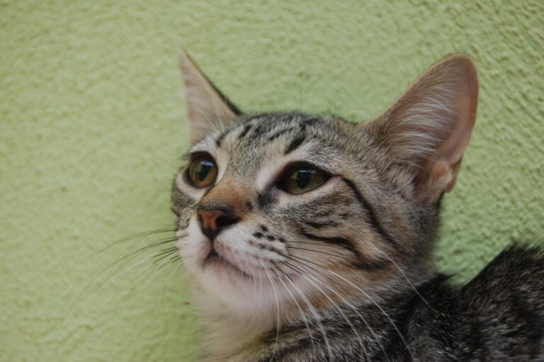 multimedia-foto73897-413-1