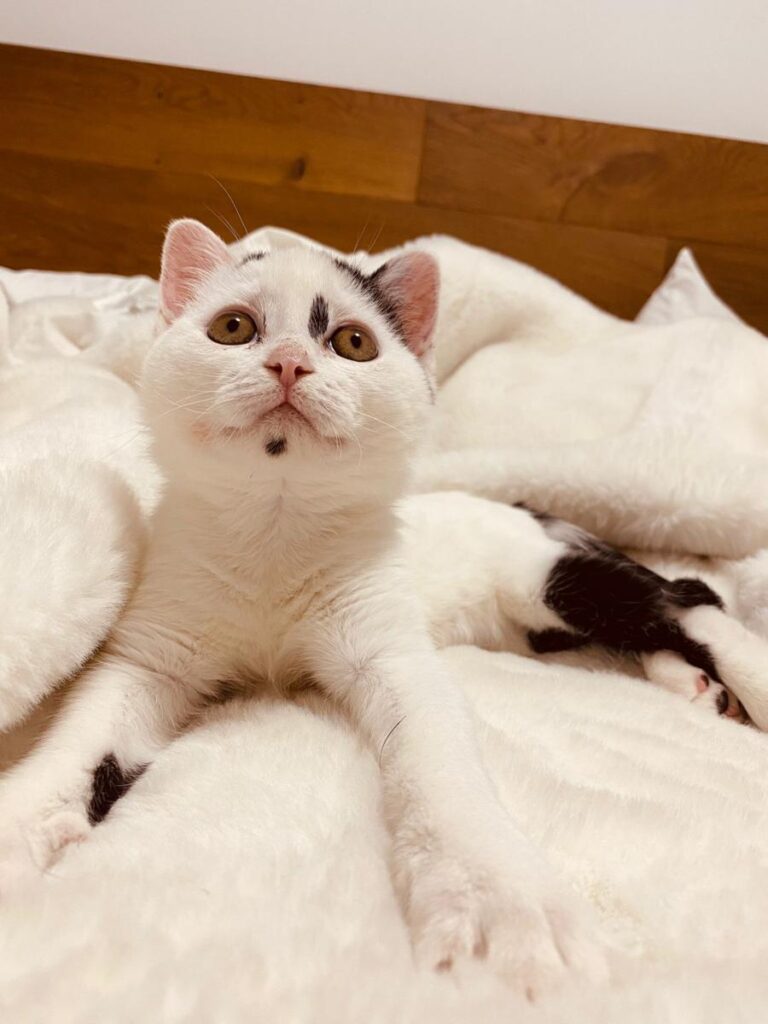 multimedia-foto73927-257-1