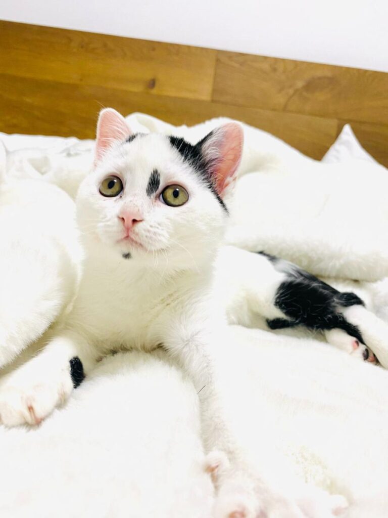 multimedia-foto73928-257-1