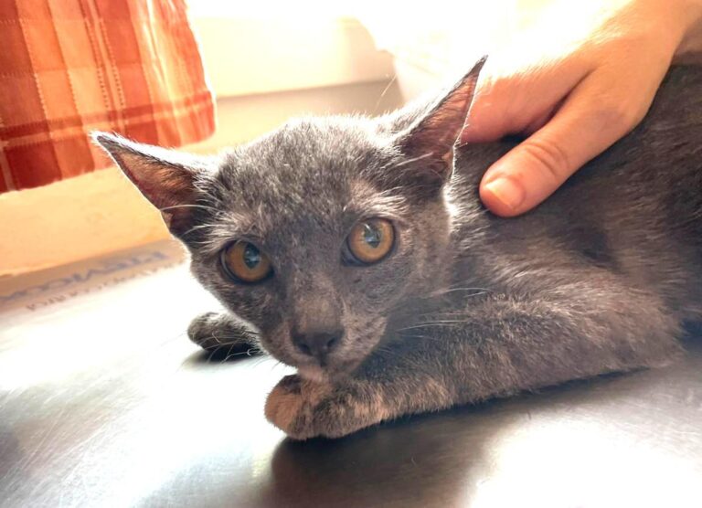 multimedia-foto73942-738-1