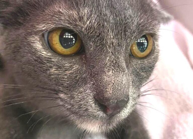 multimedia-foto73944-738-1