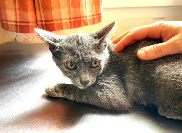 multimedia-foto73945-738-1