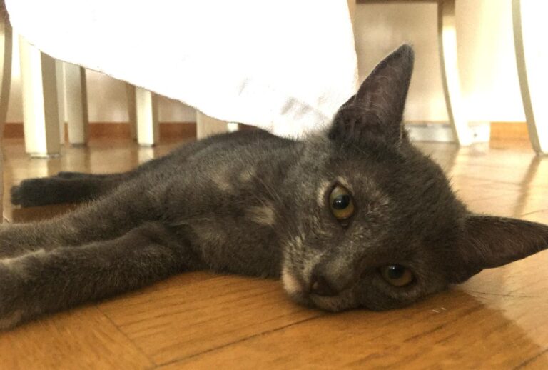 multimedia-foto73946-739-1