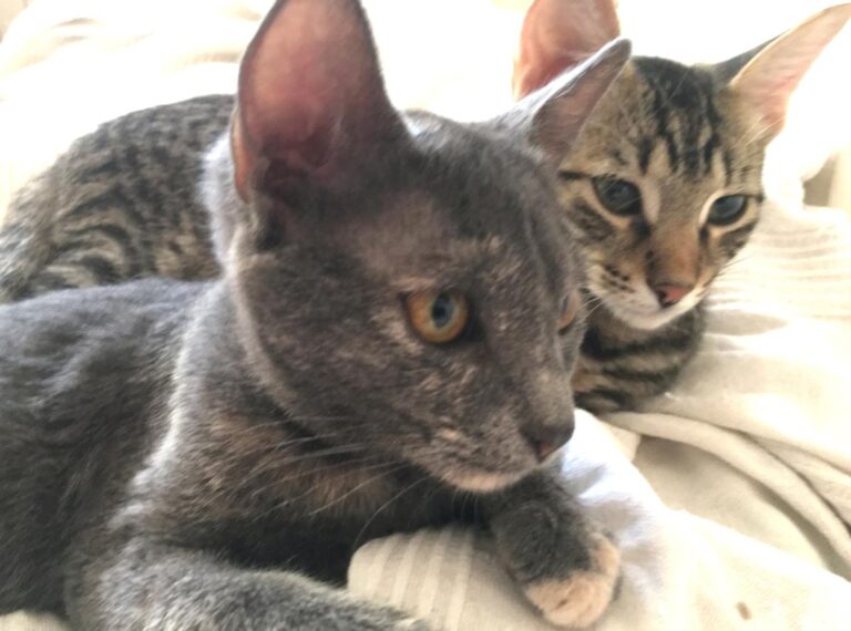 multimedia-foto73947-739-1