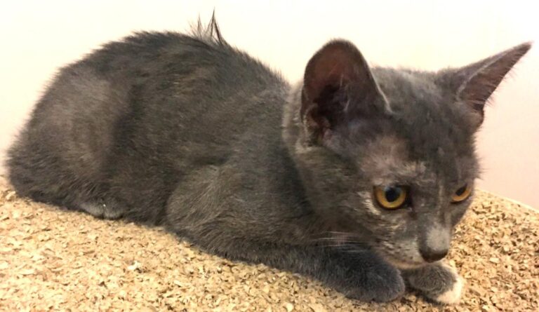 multimedia-foto73948-739-1