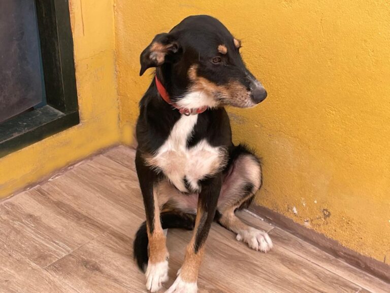 multimedia-foto73976-149-1