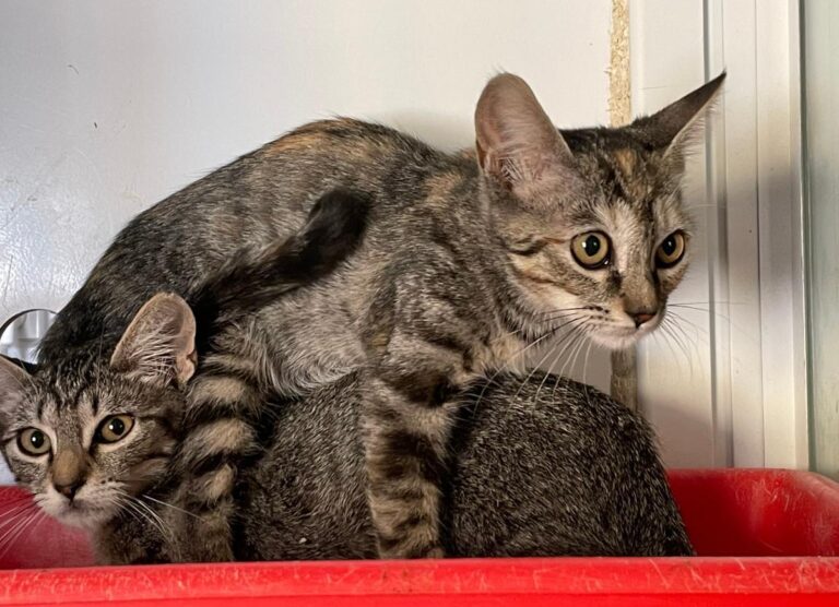 multimedia-foto74003-528-1