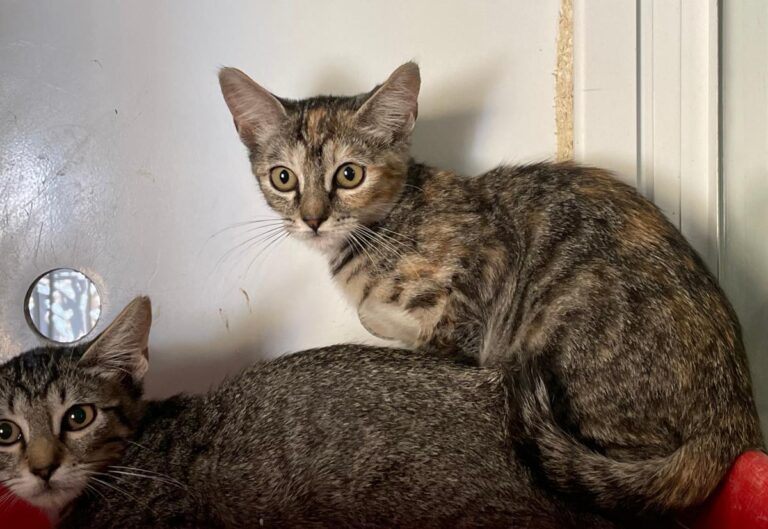 multimedia-foto74004-528-1