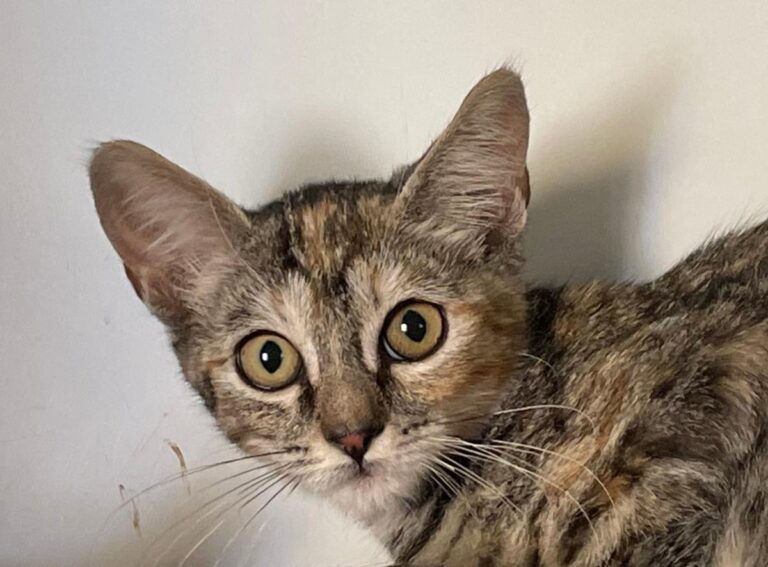 multimedia-foto74005-528-1