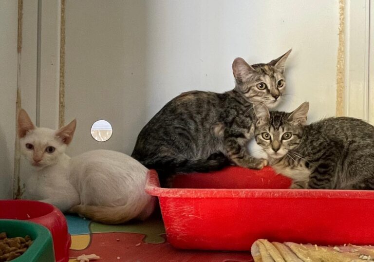 multimedia-foto74006-529-1