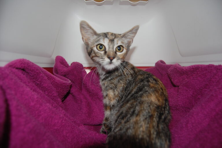 multimedia-foto74007-529-1