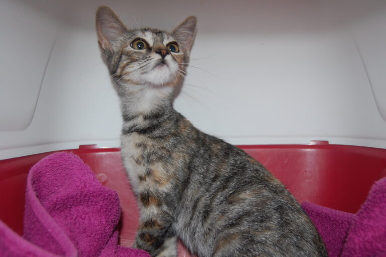 multimedia-foto74008-529-1