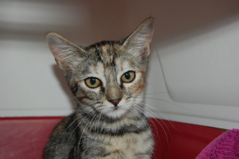 multimedia-foto74009-530-1