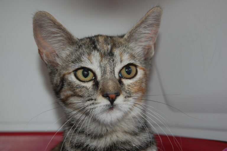 multimedia-foto74010-530-1