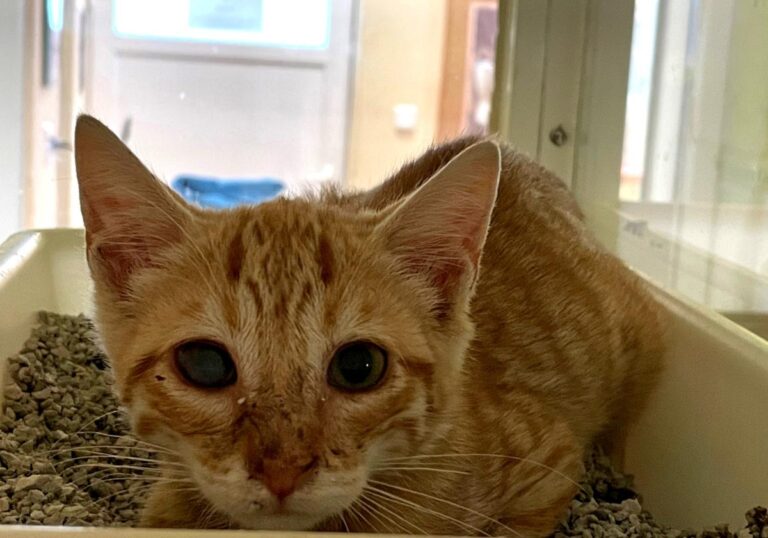 multimedia-foto74011-362-1