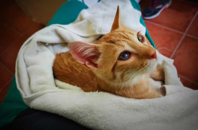 multimedia-foto74012-362-1