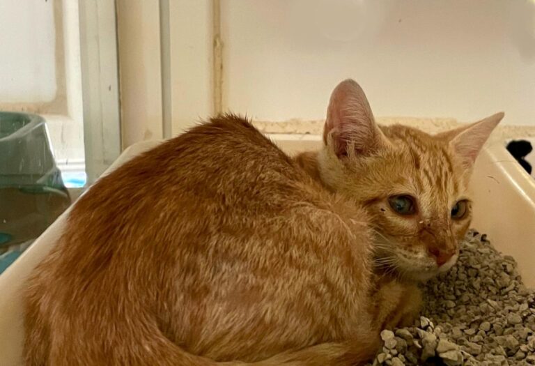 multimedia-foto74013-362-1