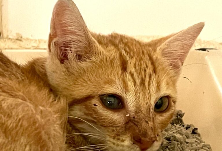 multimedia-foto74014-362-1