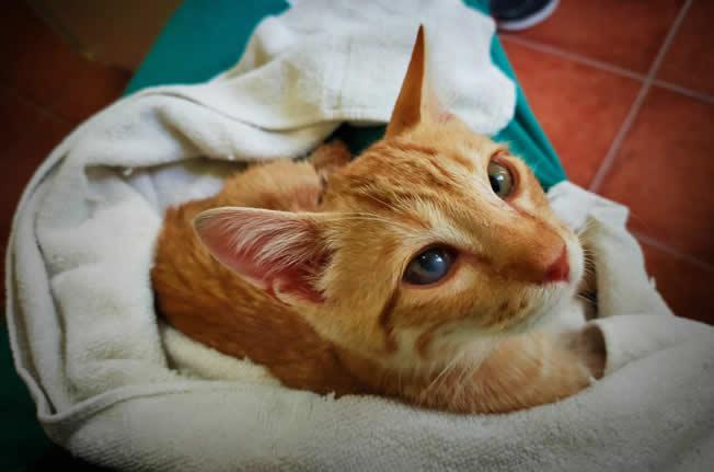 multimedia-foto74015-363-1