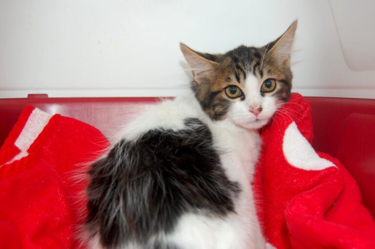 multimedia-foto74022-774-1