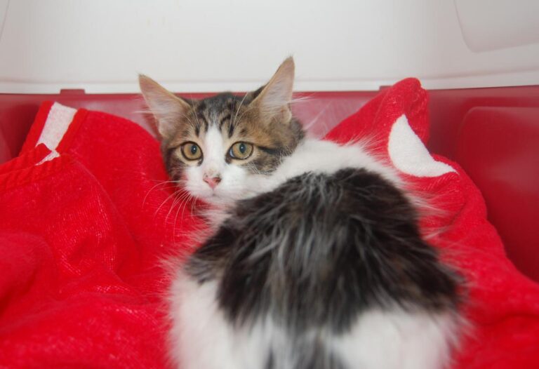 multimedia-foto74023-774-1